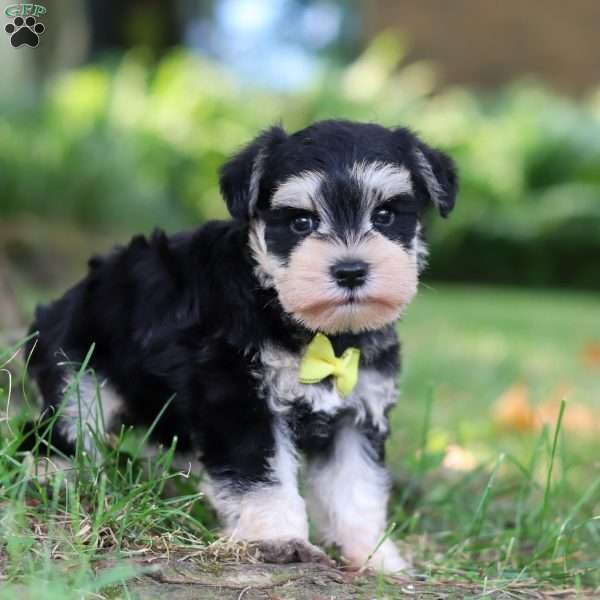 Brodie, Miniature Schnauzer Puppy
